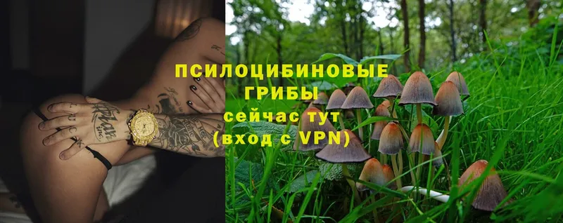 закладки  Арск  Псилоцибиновые грибы Psilocybe 